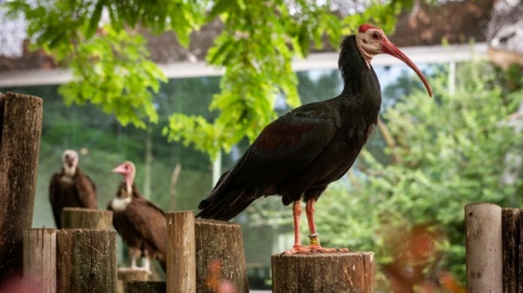 Un Ibis du Cap, une espèce en voie de disparition, est né au zoo d'Anvers