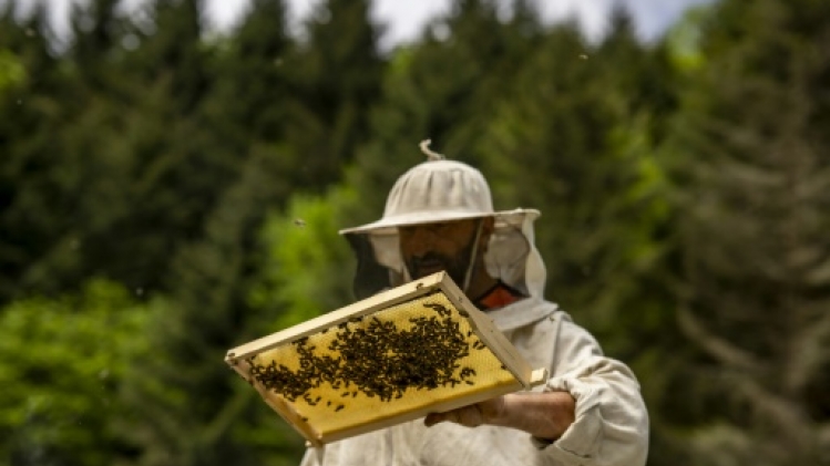 En Turquie, le miel fou aux deux visages