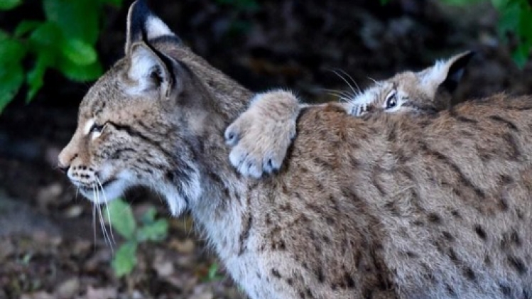 La Belgique et ses régions limitrophes pourraient accueillir 75 lynx, selon le WWF