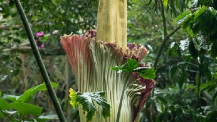 L'arum titan du jardin botanique de Meise a fleuri
