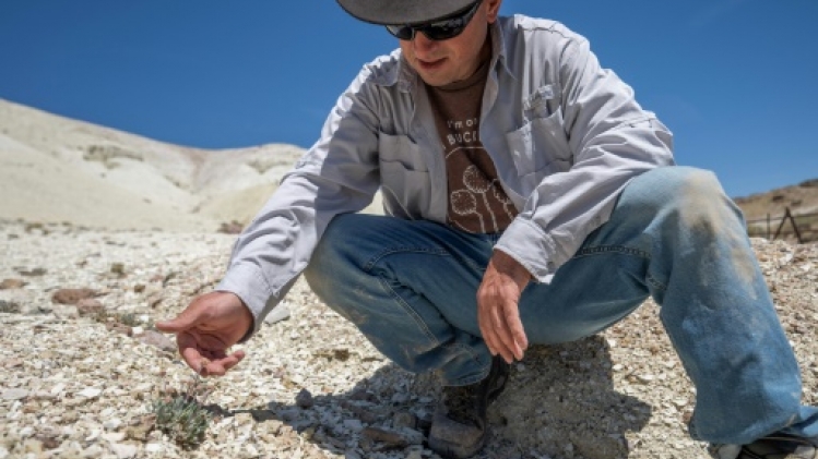 Au Nevada, une fleur unique au monde menacée par une mine de lithium