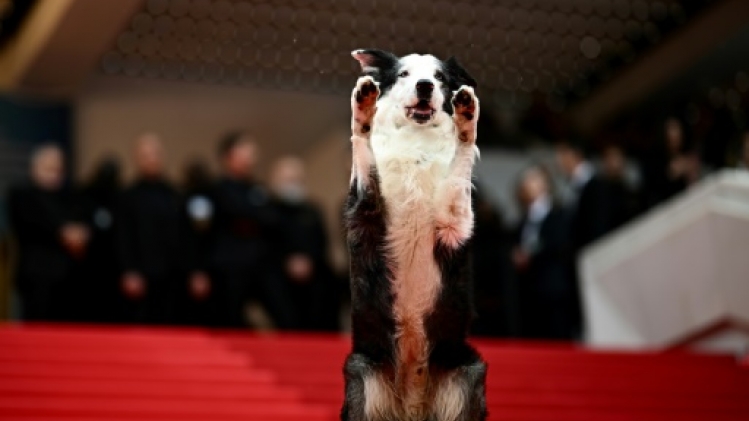 Kodi, star d'un Festival de Cannes qui a du chien