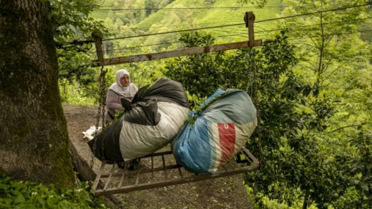 Dans les montagnes à thé de Turquie, les téléphériques de la peur