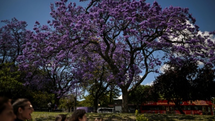 Chaque printemps, Lisbonne se pare de bleu et mauve à la floraison des jacarandas