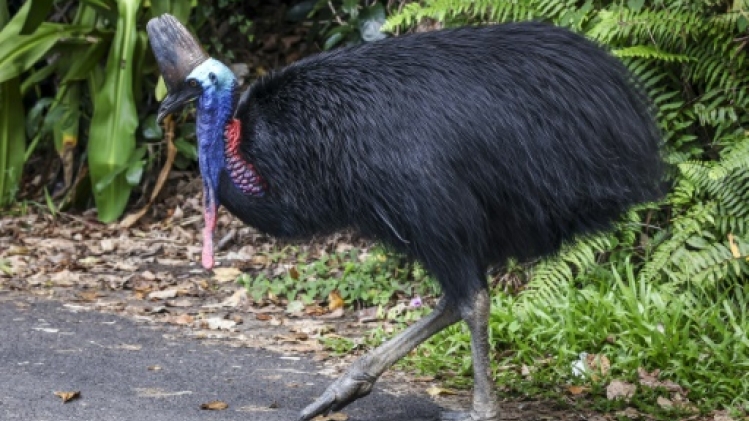 En Australie, un redoutable oiseau dinosaure menacé d'extinction