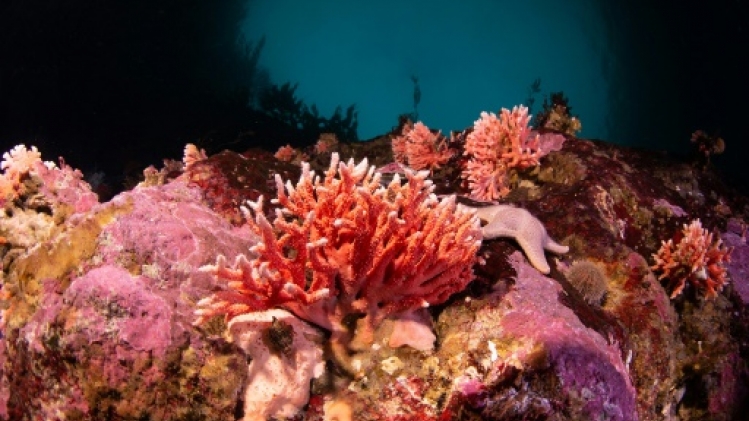Un corail rouge observé pour la première fois dans des eaux peu profondes de Patagonie
