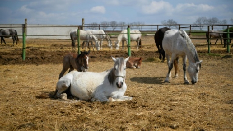 Comment le cheval domestique a conquis le monde, il y a 4.200 ans