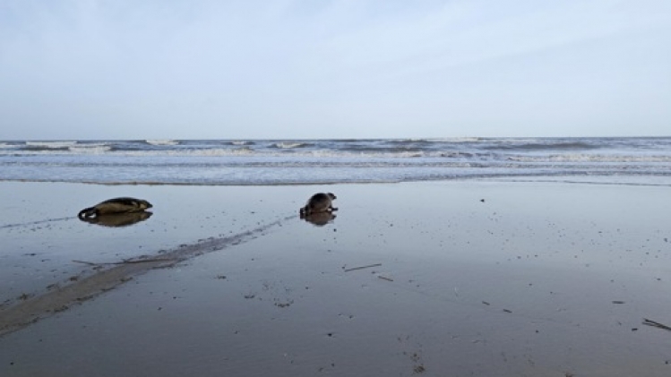 Le Sea Life Blankenberge relâche deux nouveaux phoques
