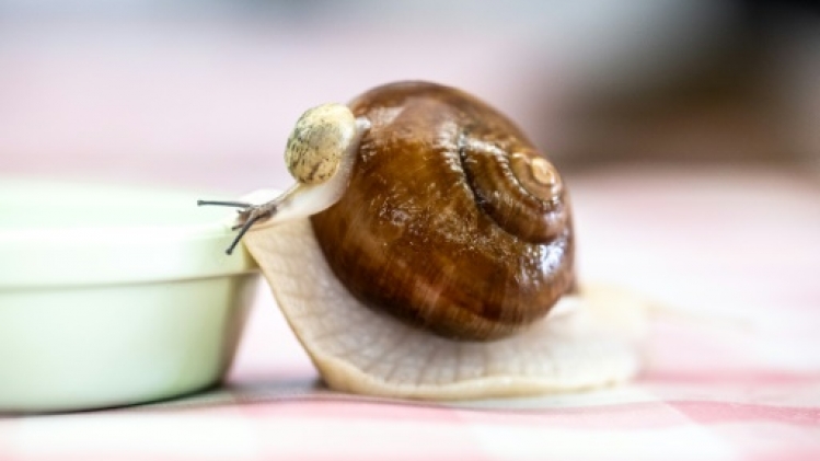 Au Japon, un élevage d'escargots de Bourgogne unique au monde