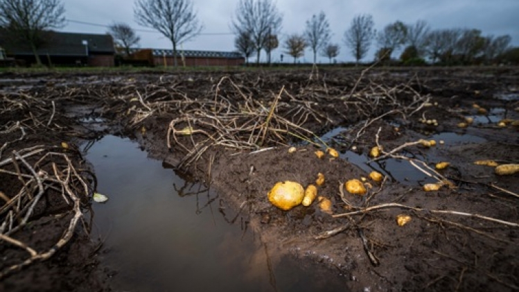 Si nous voulons une récolte correcte de pommes de terre, on n'a plus droit à l'erreur