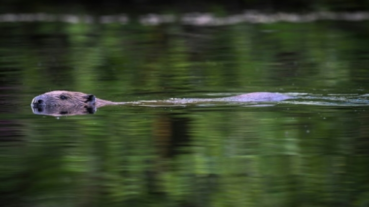En Ecosse, les castors sèment la discorde