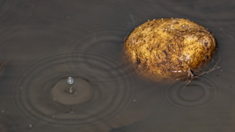 Le prix des pommes de terre atteint un record, le paquet de frites pourrait être plus cher