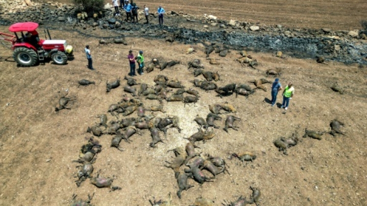 Feu de végétation en Turquie: le bilan monte à 15 morts, possible origine électrique