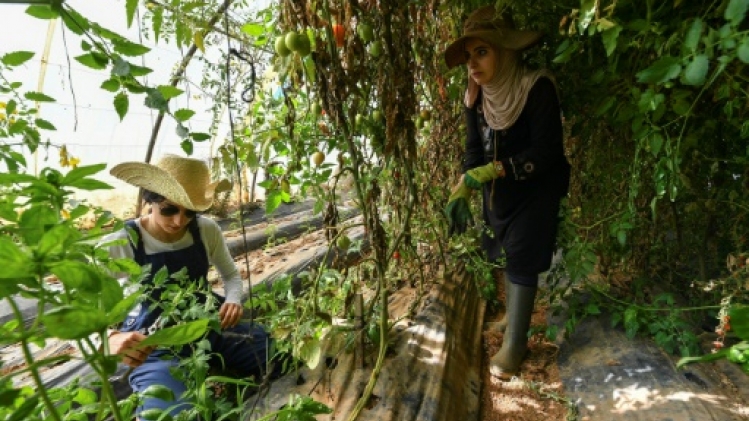 En Algérie, dans un milieu d'hommes, deux pionnières de l'agriculture bio
