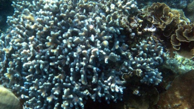 Malaisie: plus de la moitié du récif corallien touché par un épisode de blanchiment
