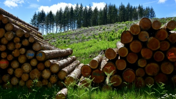 Sur le plateau de Millevaches, l'âpre bataille de la forêt