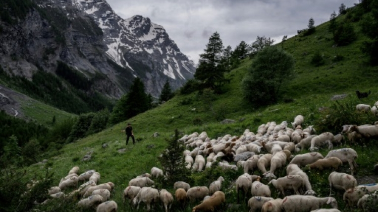 Pour les bergers, derrière l'image de carte postale, un travail précaire