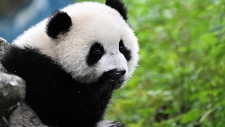 La Chine relance la diplomatie du panda en livrant deux pandas au zoo de San Diego