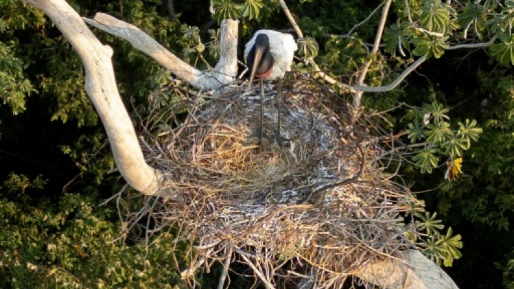 Brésil: un couple de cigognes sauvé des flammes du Pantanal
