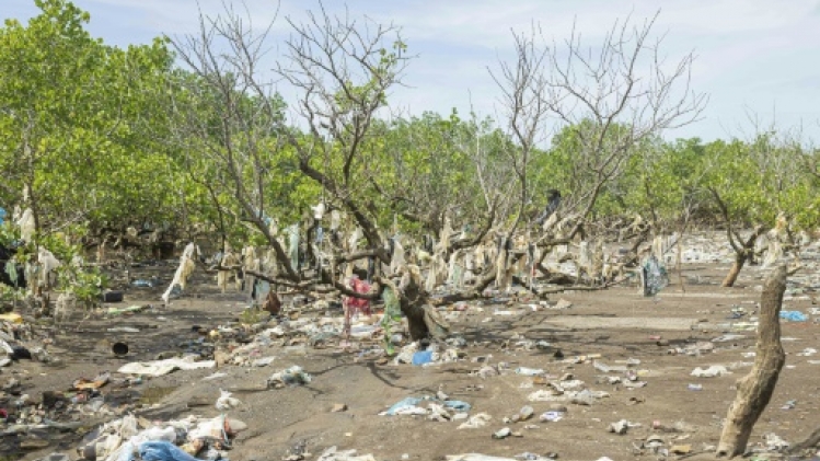 Puits de carbone et de biodiversité, la mangrove de Mayotte en danger