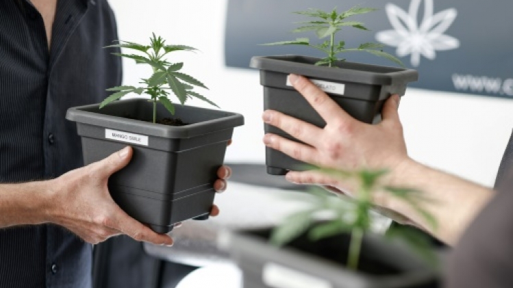 L'Allemagne ouvre ses clubs cannabis