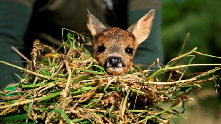 Dans la campagne belge, mission matinale pour sauver Bambi