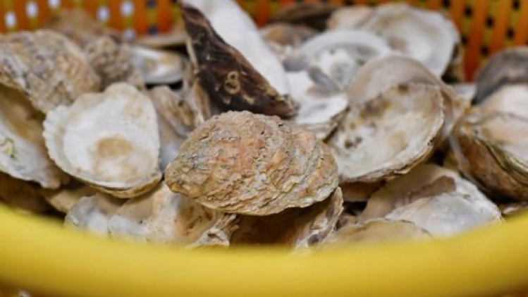 Un projet pilote vise à restaurer les bancs d'huîtres belges en mer du Nord