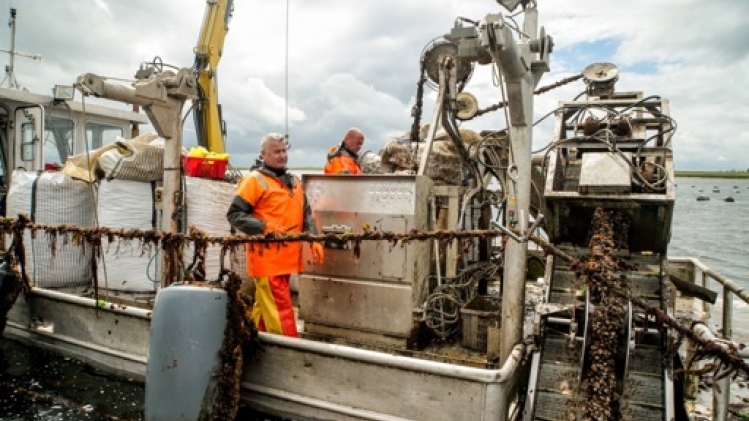 Les mytiliculteurs zélandais sont inquiets: les moules seront bonnes mais peu nombreuses