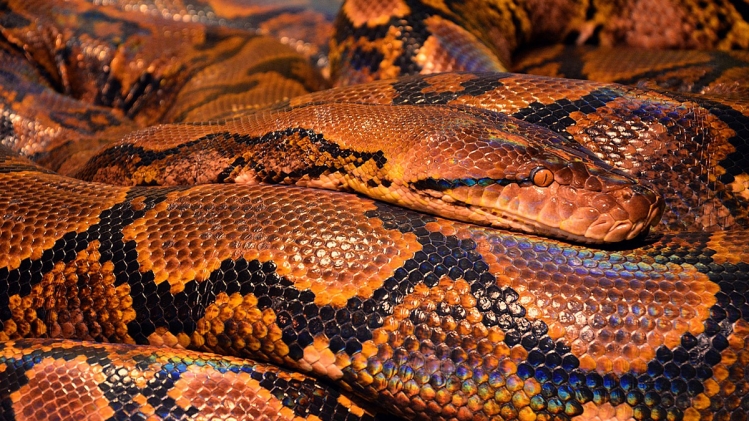 python