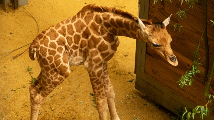 04072024-geboorte-giraf-z-zoo-planckendael-wout-van-den-broeck-1
