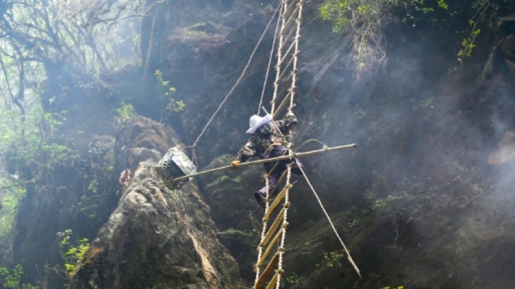 Changement climatique: l'avenir incertain des chasseurs de miel fou au Népal