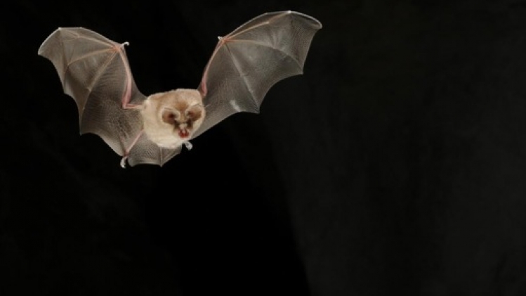 Des actions pour sensibiliser aux chauves-souris à Bruxelles et en Wallonie en août