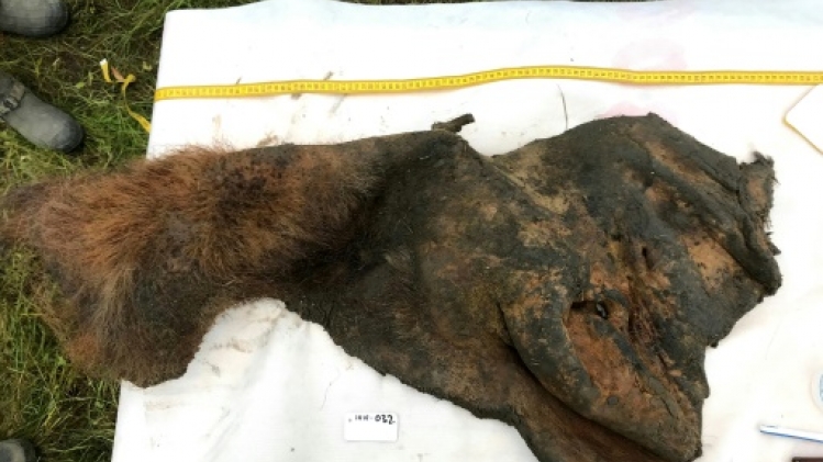 Des scientifiques ont reconstitué le génome en 3D d'un mammouth laineux