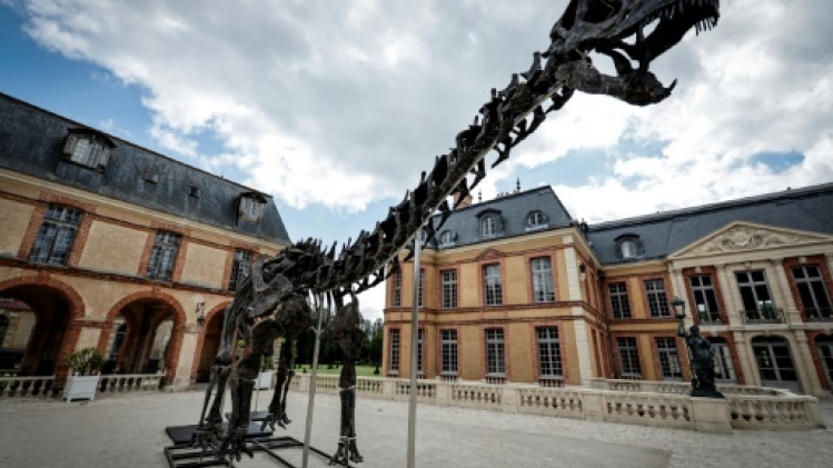 Le plus grand dinosaure jamais mis aux enchères exposé dans un château des Yvelines