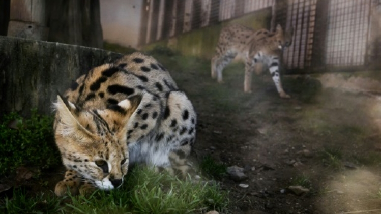 Un refuge pour servals abandonnés, victimes d'une mode sur les réseaux