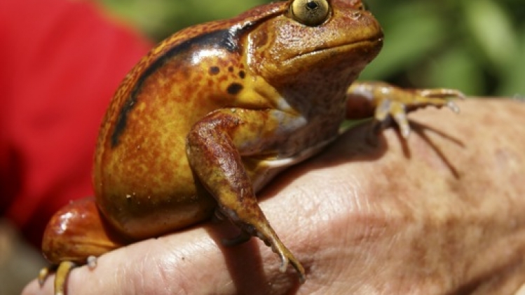 Limaces et grenouilles pourraient inspirer le développement de futurs adhésifs