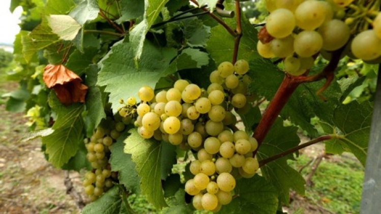 Champagne: Vranken-Pommery s'attend à une vendange restreinte à cause de la météo