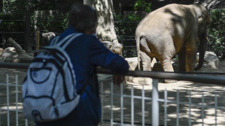Le zoo d'Anvers accueille Max, un nouvel éléphant venu de Prague