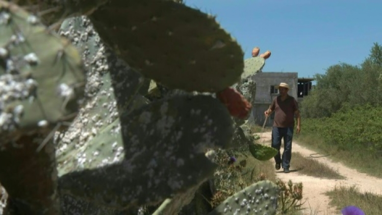 En Afrique du Nord, les précieuses figues de barbarie décimées par un insecte