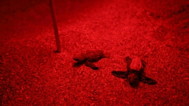 Sur les côtes turques, le baby boom des tortues marines
