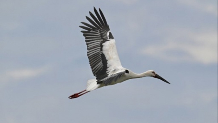 Naissance de quatre cigognes orientales, menacées d'extinction, à Planckendael
