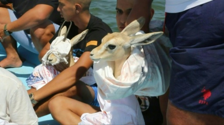 Libye: lâcher de gazelles en voie d'extinction sur une île sanctuaire