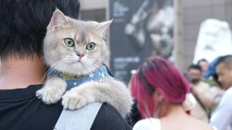 A Shanghai, les chats accueillis pour une Nuit au Musée