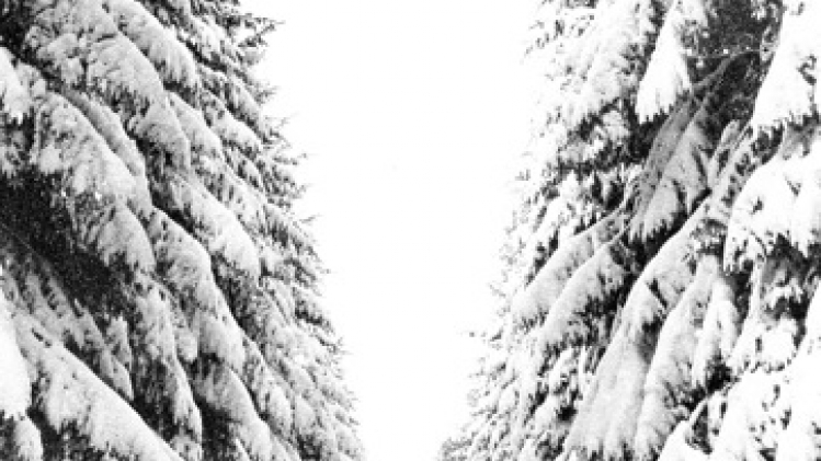 Les pessières occupent un quart de la forêt productive en Wallonie