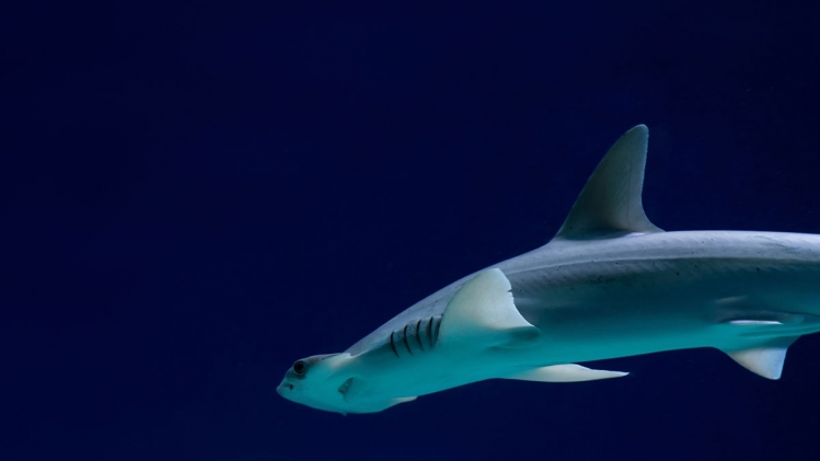 Des femelles requins font des petits toutes seules