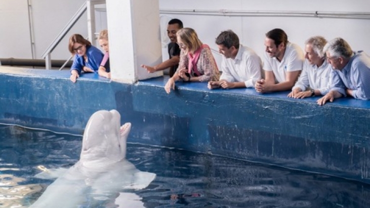 Des associations exhortent TUI à cesser de tirer profit des spectacles de dauphins