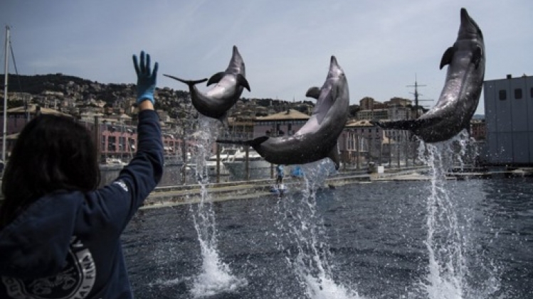 Des associations exhortent TUI à cesser de tirer profit des spectacles de dauphins