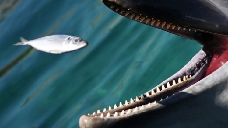 Des associations exhortent TUI à cesser de tirer profit des spectacles de dauphins