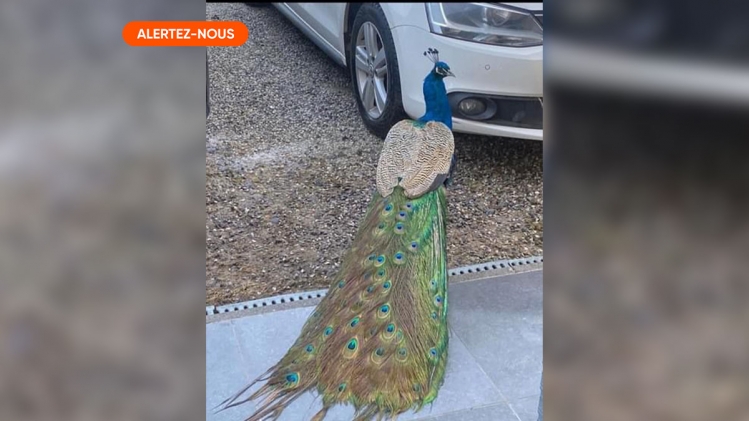 À Bons Villers, une centaine de riverains se mobilisent pour sauver un paon: "Cela fait plus de 15 ans qu'il vit ici"