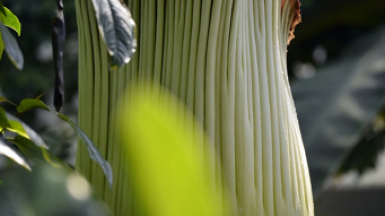 L'arum titan du Jardin botanique de Meise est en fleur